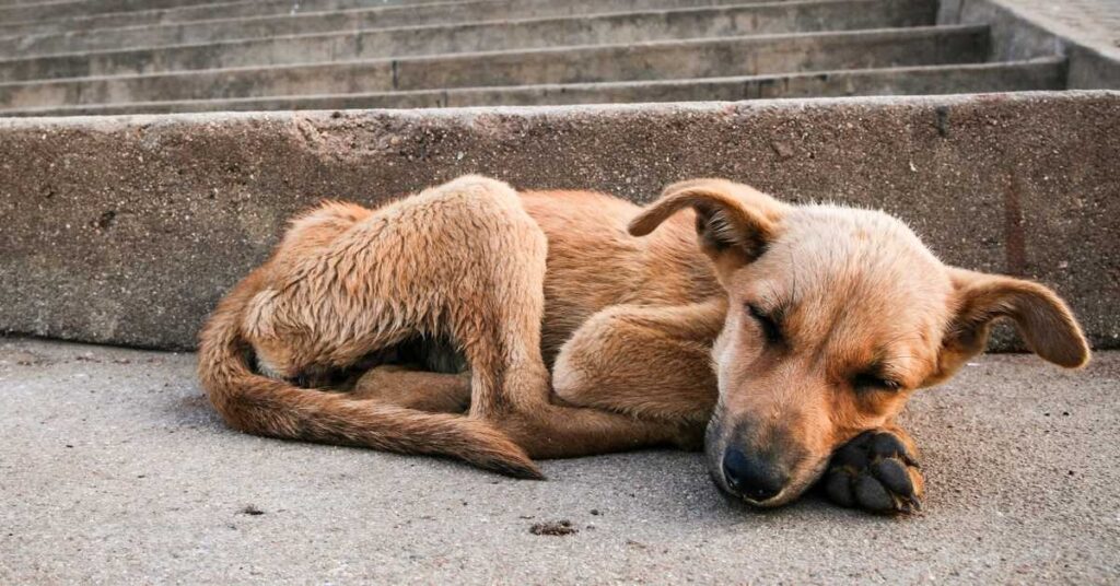perrito