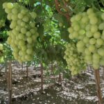 uvas