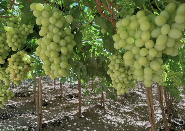 uvas