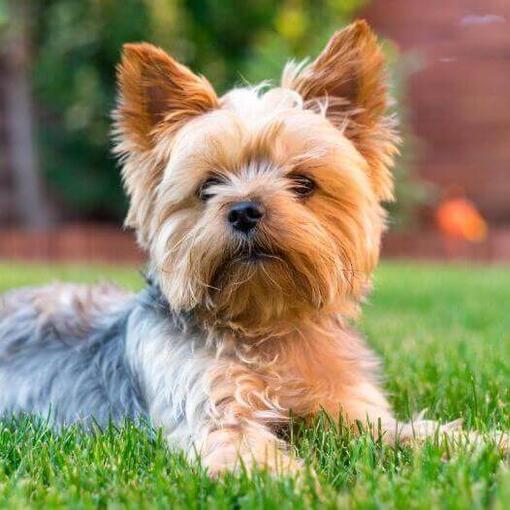 perrito (1)