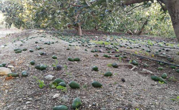 Aguacate_Enelsuelo