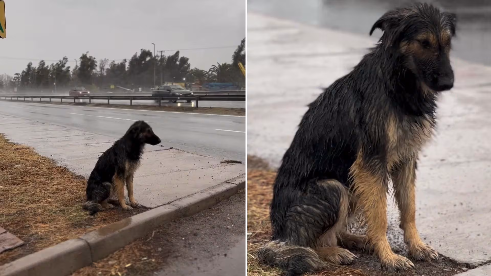 perrito lloviendo